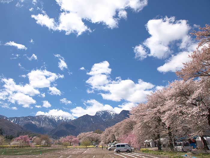 眞原の桜並木