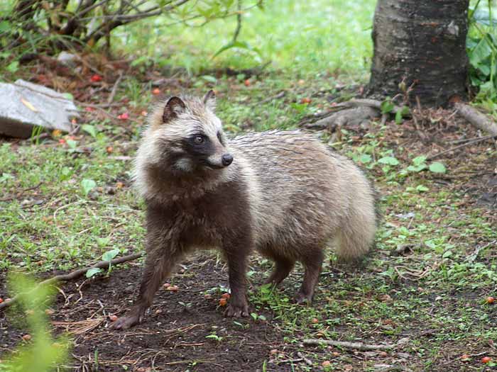 動物もいっぱい