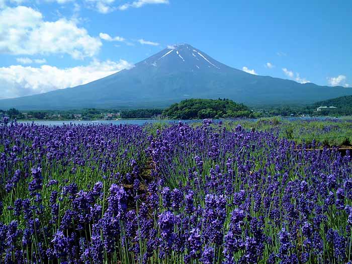 河口湖ハーブフェスティバル（6・7月）