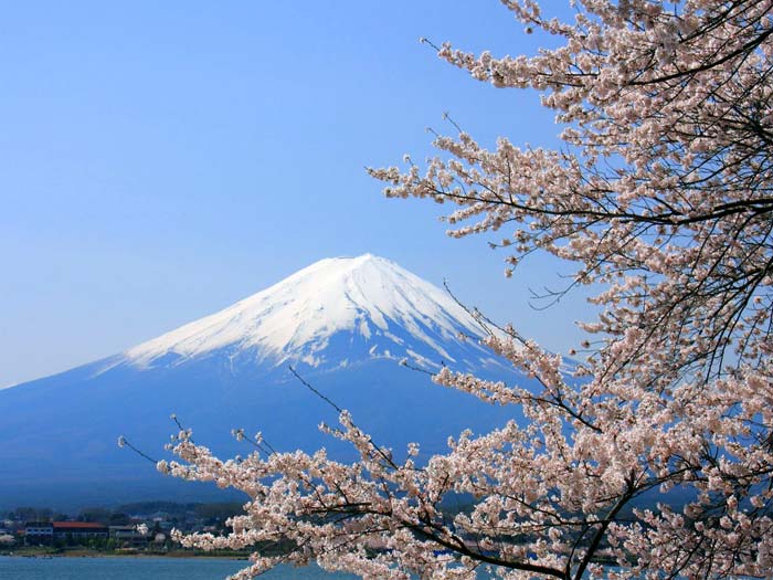桜と富士山