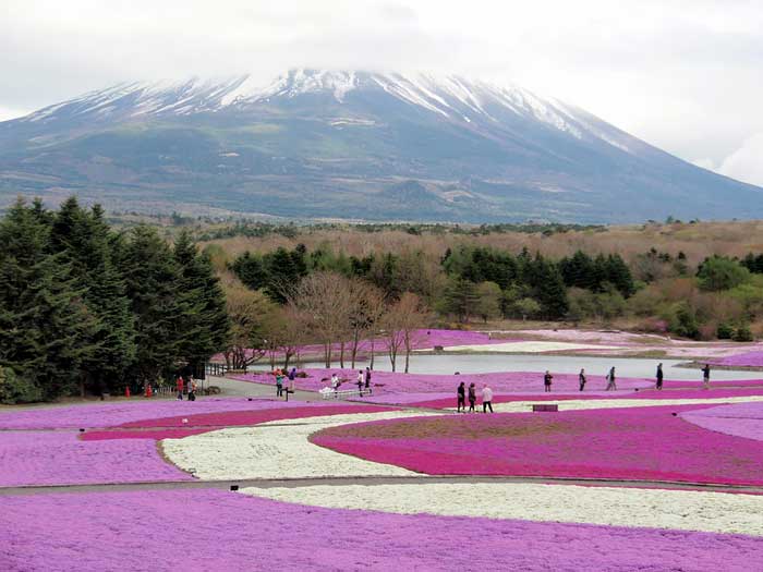 富士芝桜まつり（4・5月）