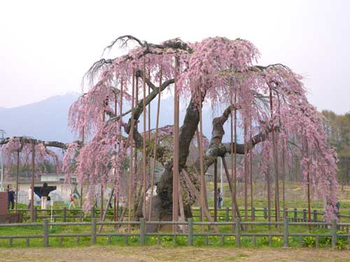神田の大糸桜