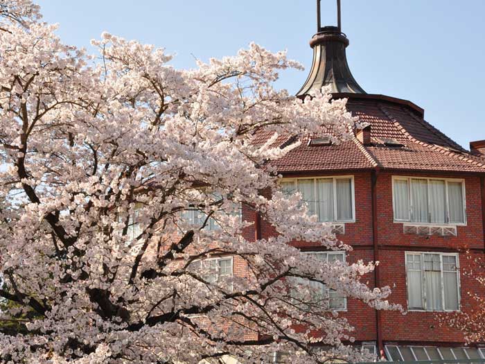 清春芸術村の桜