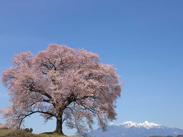 わに塚の一本桜