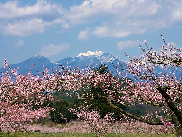 ハイジの村はバラ園としても有名